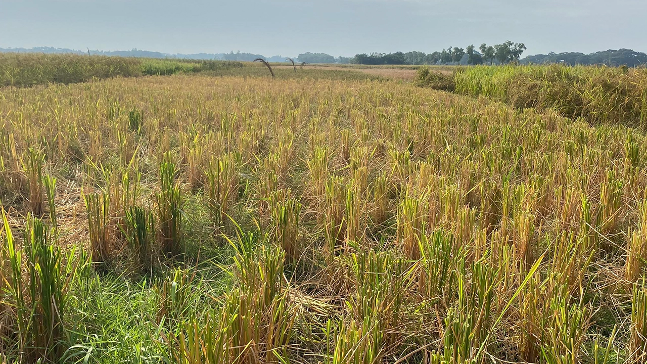 বরগুনার তালতলীতে সিদ্দিকুর রহমান নামে এক ব্যক্তির পাকা ধান কেটে নিয়েছে প্রতিপক্ষ। ছবি : কালবেলা