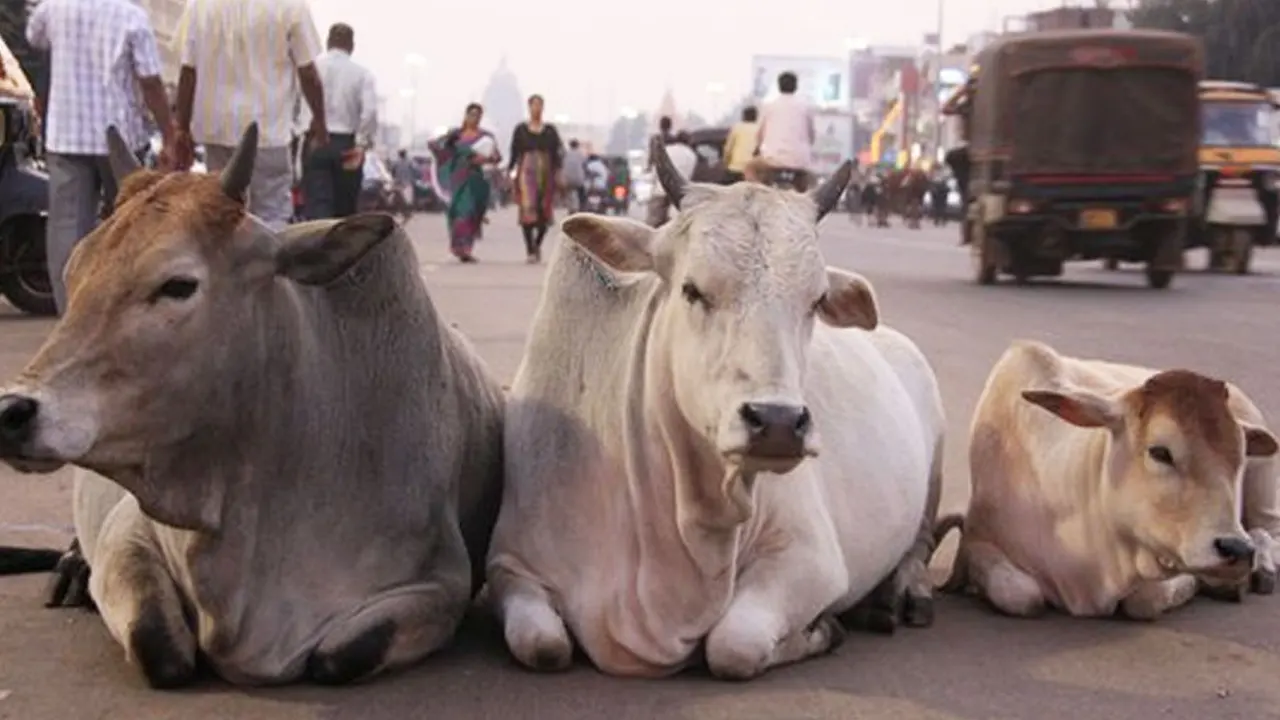 গরু। ছবি : সংগৃহীত