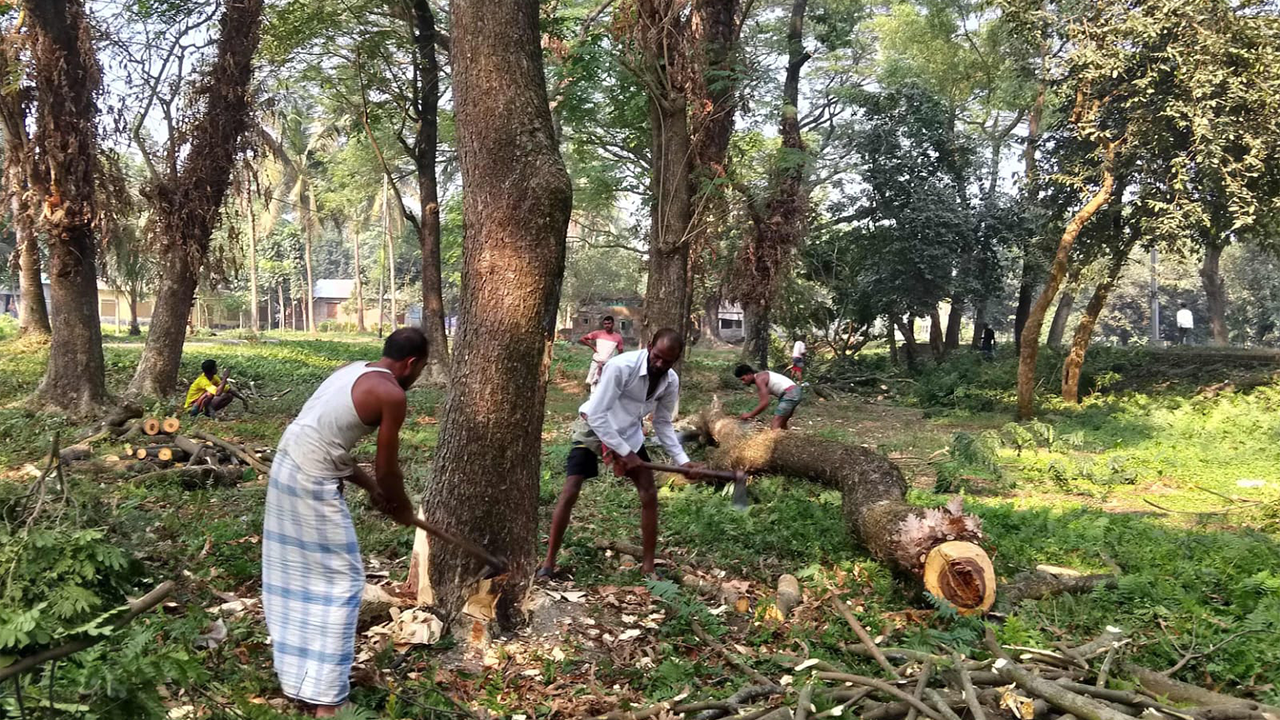 কাটা হচ্ছে বাংলাদেশ কৃষি বিশ্ববিদ্যালয় ক্যাম্পাসের গাছ। ছবি : কালবেলা