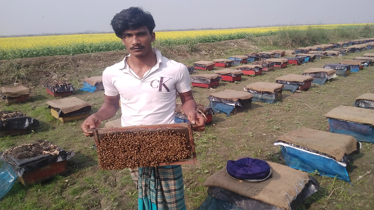 সরিষাক্ষেতের পাশে মৌবক্স স্থাপন করে মধু সংগ্রহের চিত্র। ছবি : কালবেলা