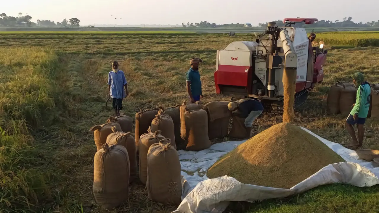 ধান কেটে জমিতেই ধান মাড়াই করছেন কৃষকরা। ছবি : কালবেলা