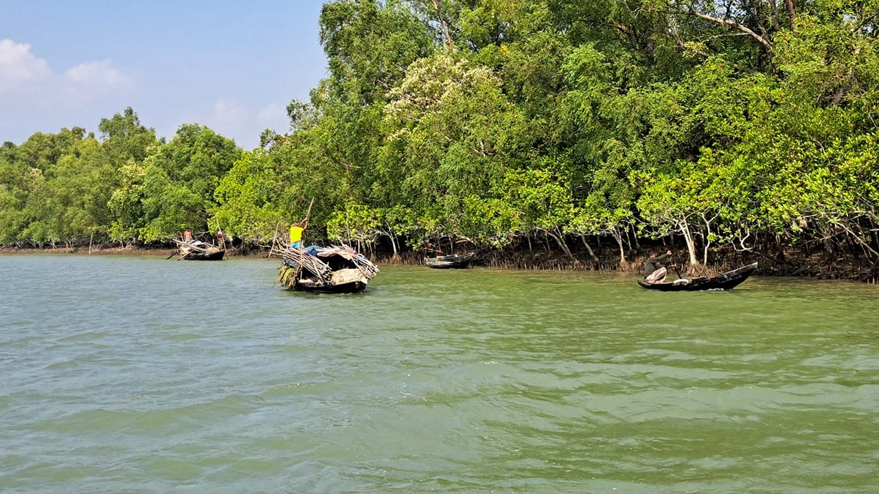 সুন্দরবন। ছবি : সংগৃহীত