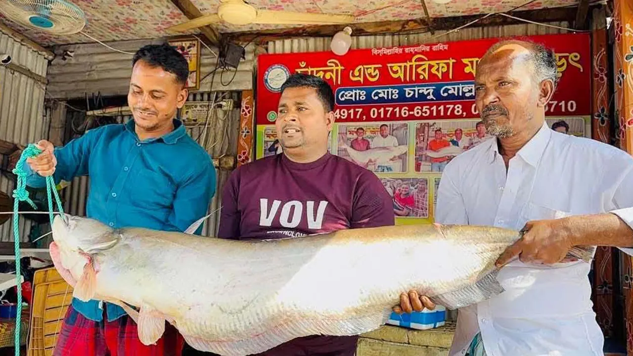 দৌলতদিয়া থেকে পদ্মা নদীতে ধরা পড়া ১৮ কেজি ওজনের বড় বোয়াল মাছ। ছবি : কালবেলা