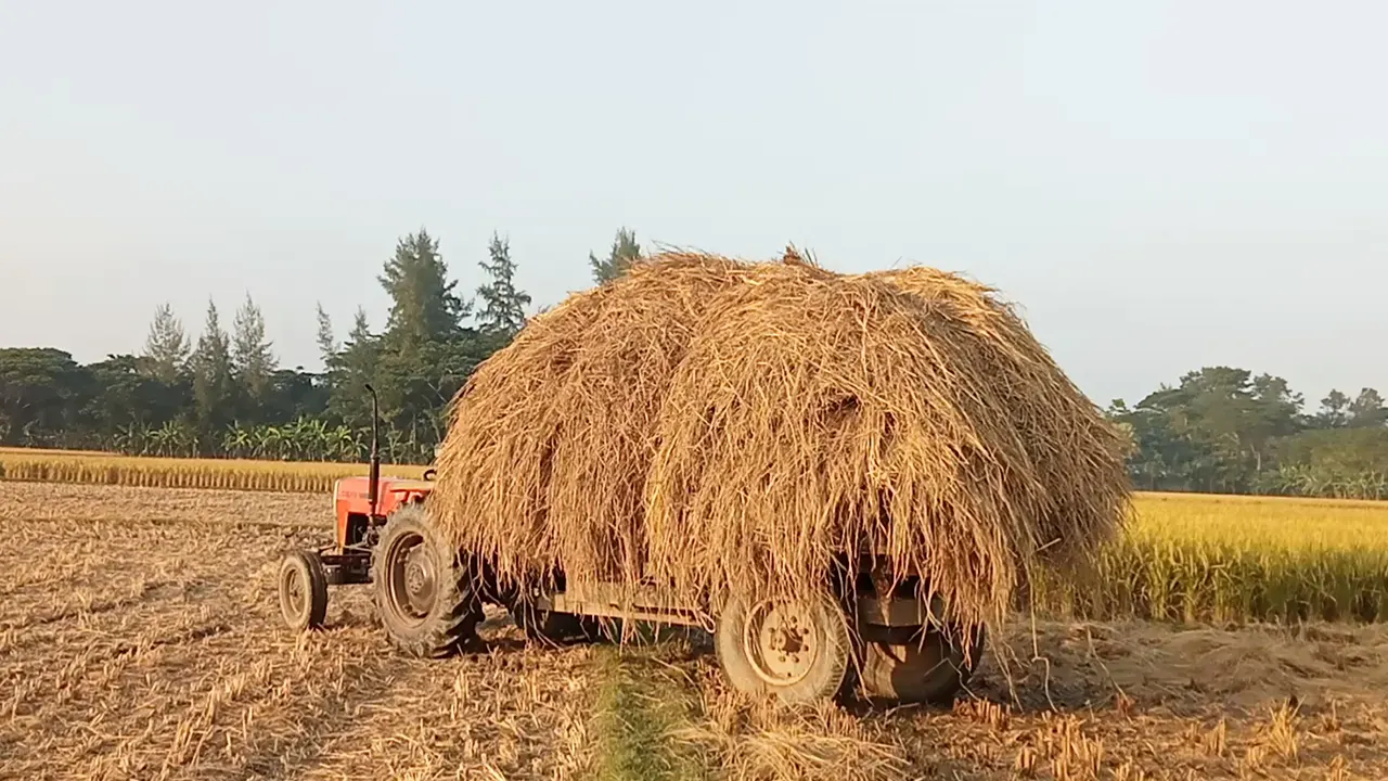 ধানের চেয়ে খড়ের দাম বেশি। ছবি : কালবেলা