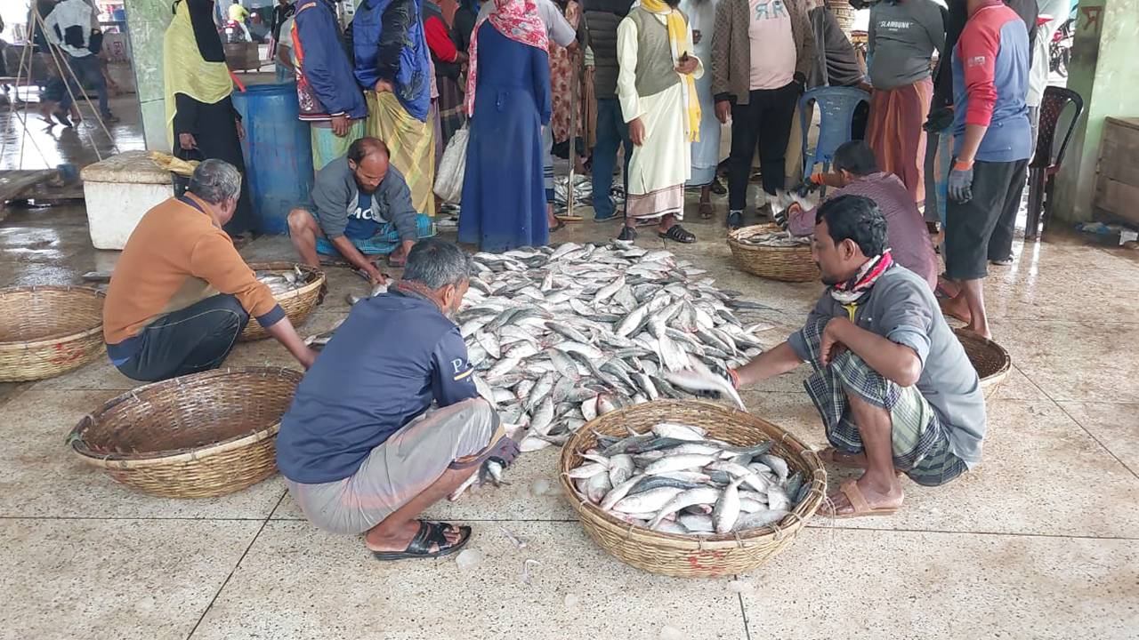 আকার অনুযায়ী ভাগ করে বিক্রি করা হয় ইলিশ। ছবি : কালবেলা