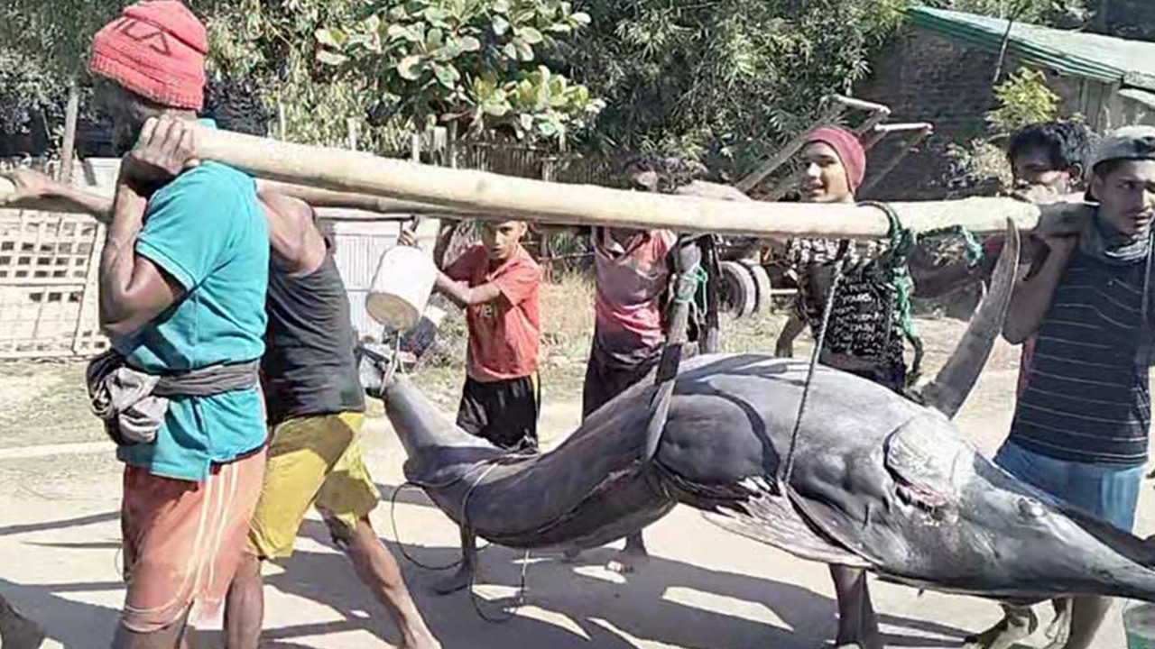 বিক্রির জন্য বাজারে নেওয়া হয় মাছ। ছবি : কালবেলা