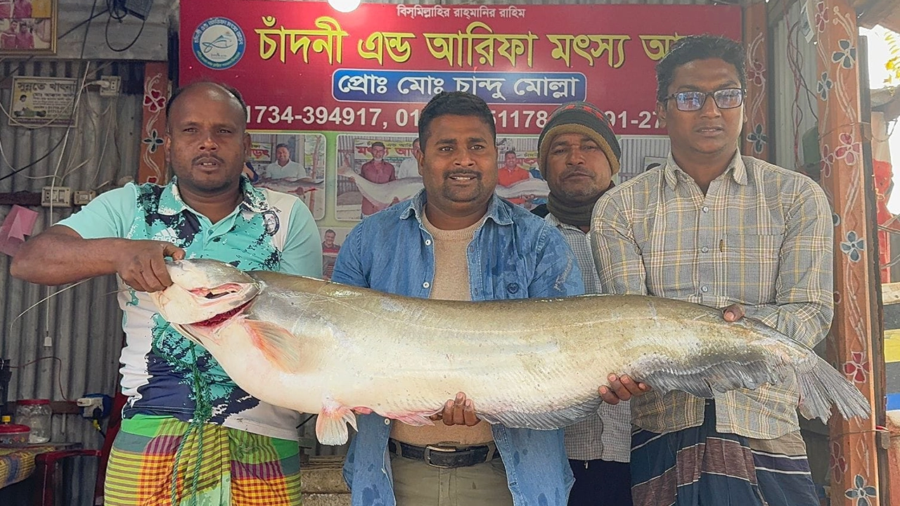 বড়শিতে ধরা পড়া বোয়াল। ছবি : কালবেলা