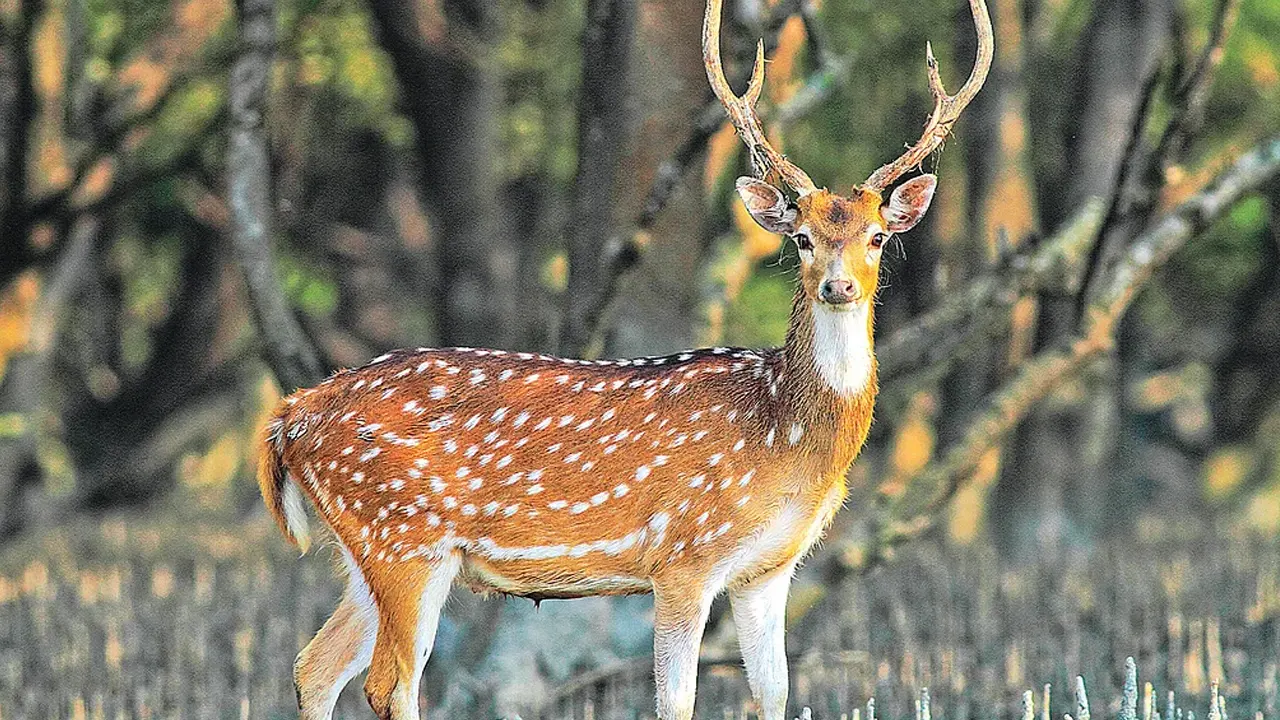 সুন্দরবনে হরিণ। ছবি : সংগৃহীত