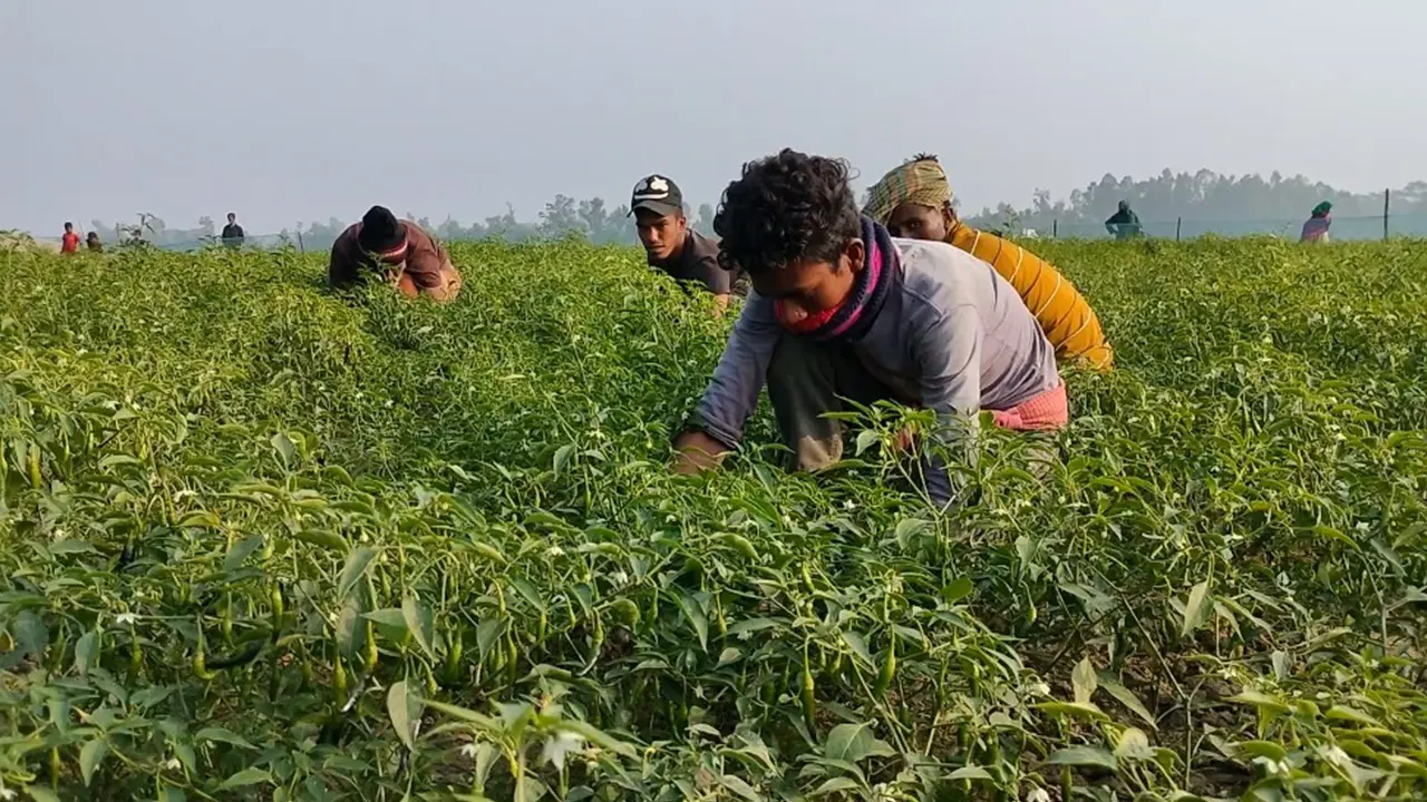 সুনামগঞ্জে কাঁচামরিচ তুলতে ব্যস্ত সময় পার করছেন কৃষকরা। ছবি : কালবেলা