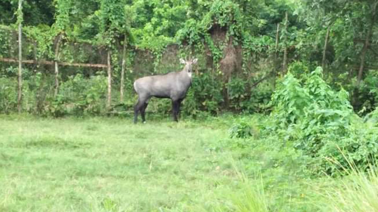 গাজীপুর সাফারি পার্কের নীলগাই। ছবি : কালবেলা