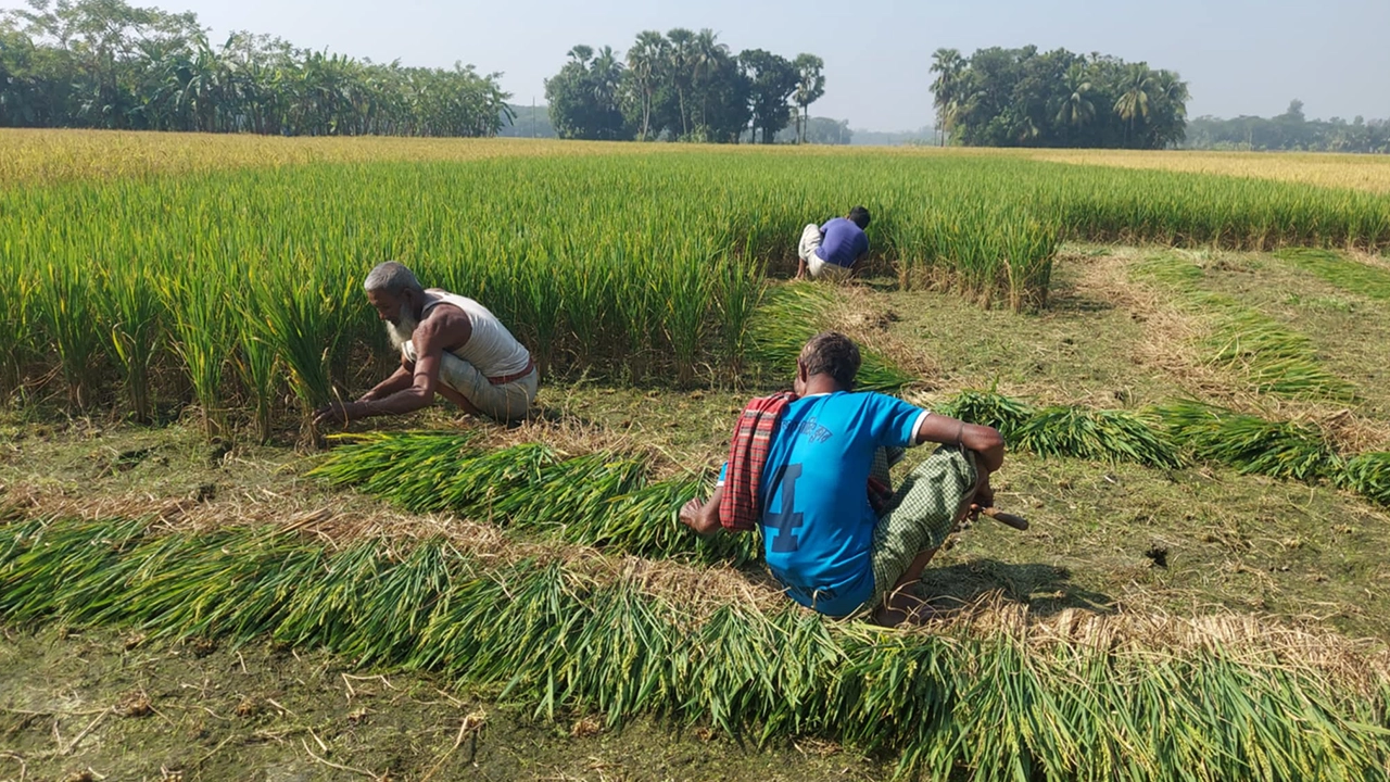 কাঁচা সবুজ ধান কেটে গরুর ঘাস হিসেবে ব্যবহার করছে কৃষকরা। ছবি: কালবেলা