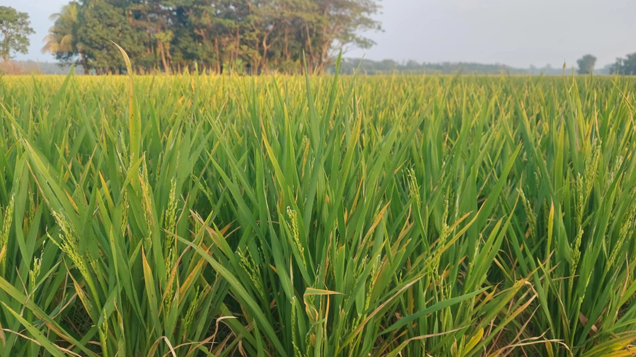 শতশত একর জমিতে এভাবে কাঁচা ধানের গাছ দাঁড়িয়ে আছে। ছবি : কালবেলা