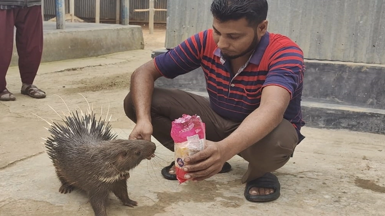 লিটন মিয়ার হাতে পাউরুটি খাচ্ছে শজারু। ছবি : সংগৃহীত