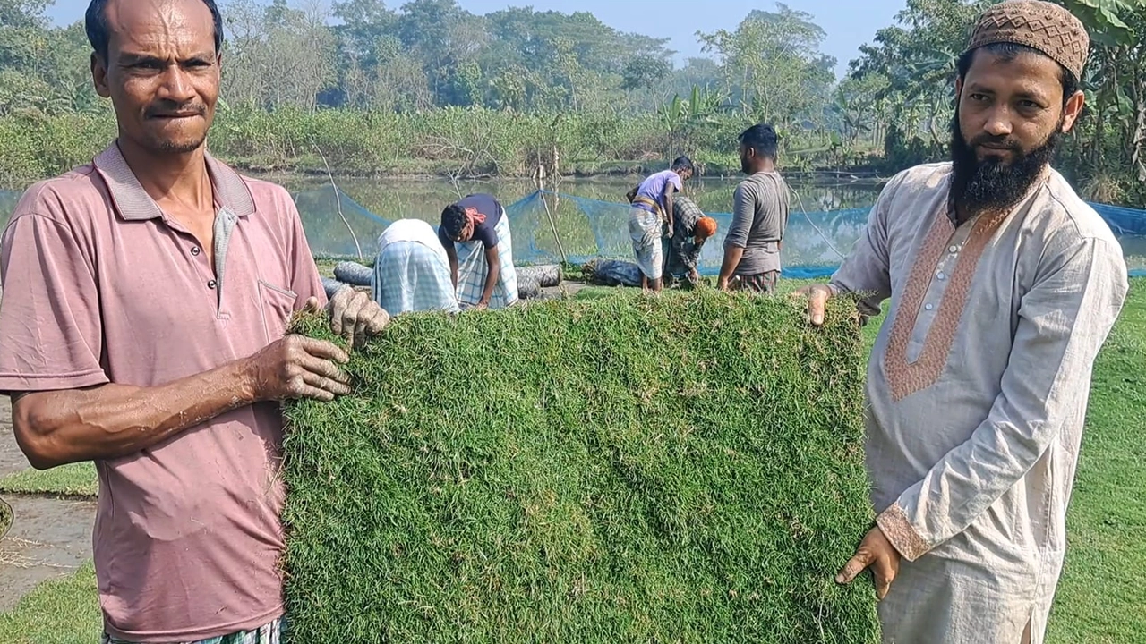 পরিত্যক্ত জমিতে মেক্সিকান বারমুডা লং কার্পেট ঘাস চাষ করেন উদ্যোক্তা মনির হোসেন। ছবি : কালবেলা