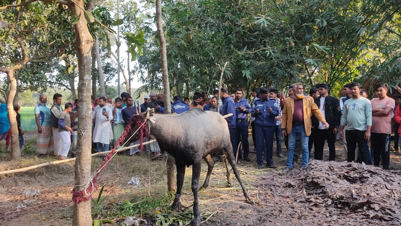 বিরল প্রজাতির একটি নীলগাই উদ্ধার করে বেঁধে রাখা হয়েছে। ছবি : কালবেলা