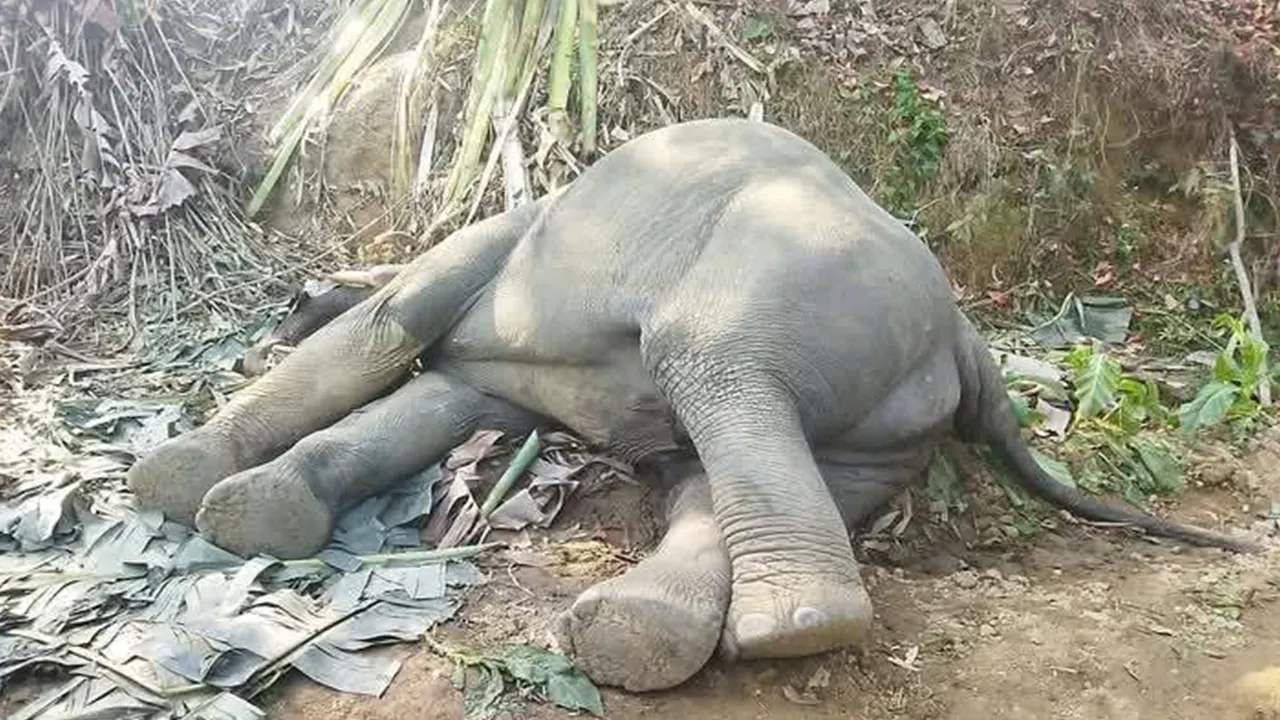 কক্সবাজারের চকরিয়ায় উদ্ধার করা মৃত হাতি। ছবি : কালবেলা