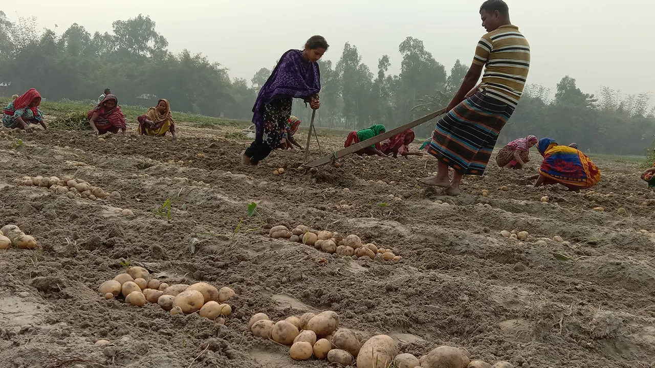 আমরা মাঠে মারা যাচ্ছি: আলুচাষি জয়নাল