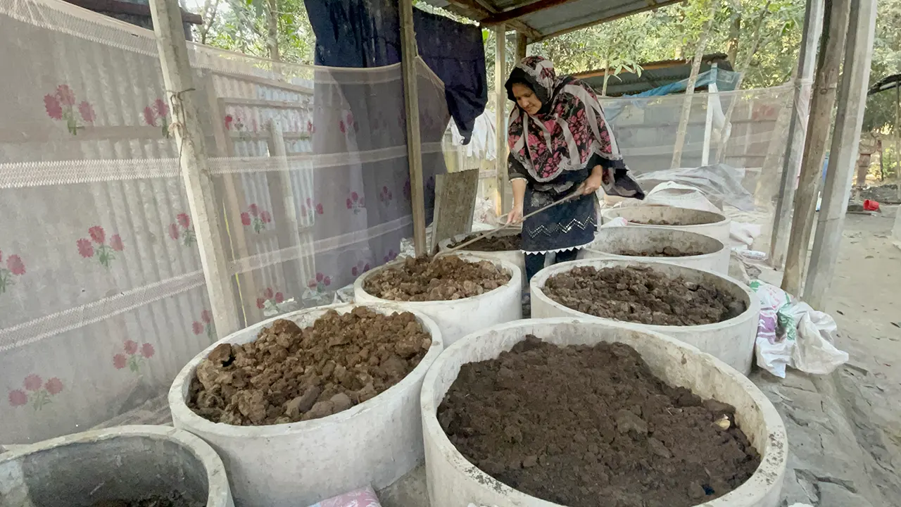 কেঁচো দিয়ে জৈবসার বা ভার্মি কম্পোস্ট সার তৈরি করছেন জাসমা আক্তার। ছবি : কালবেলা