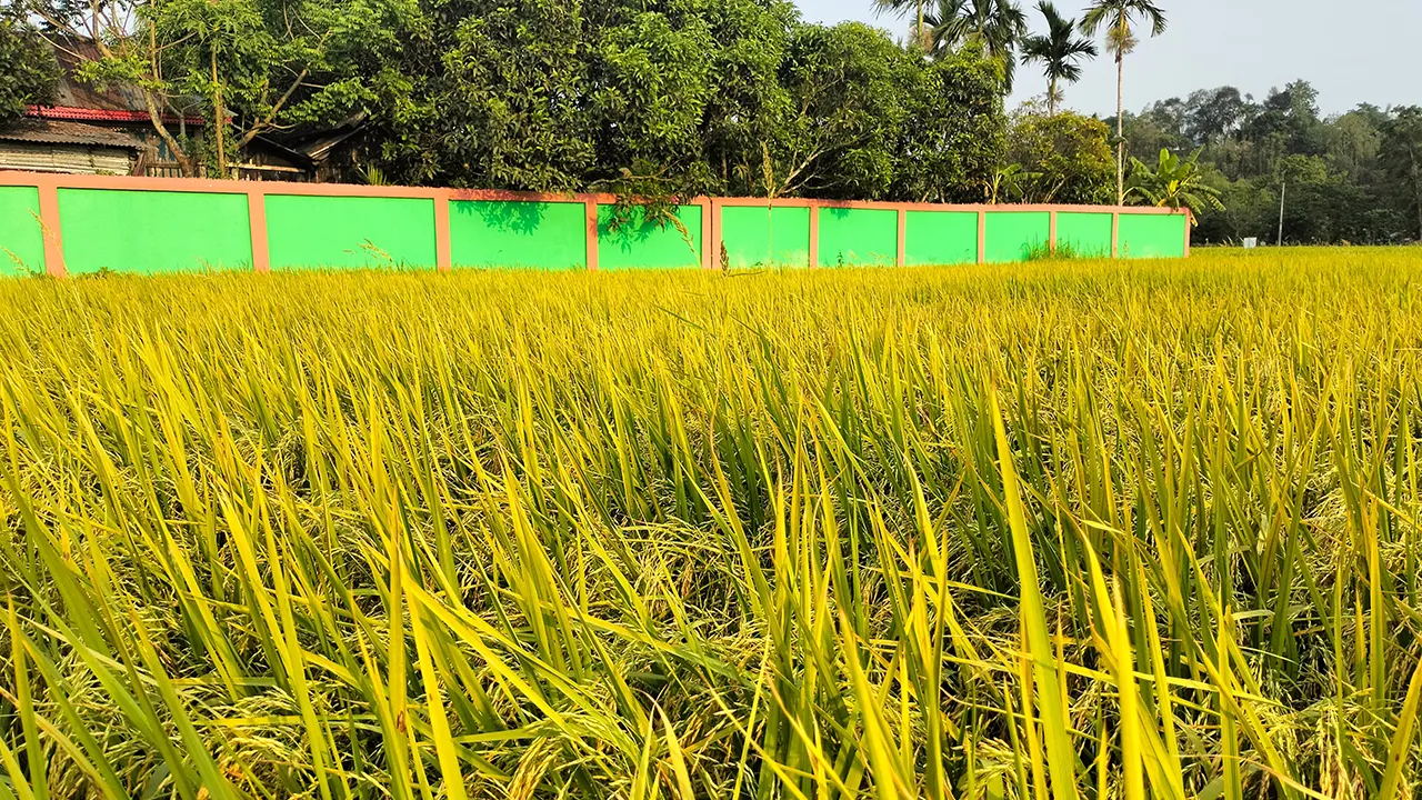 খাগড়াছড়ির মাটিরাঙ্গায় ধানক্ষেতের চিত্র। ছবি : কালবেলা