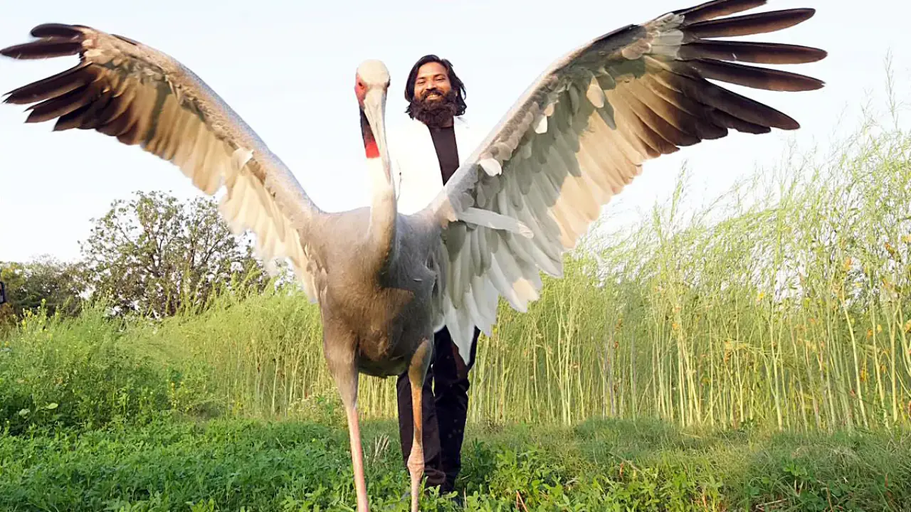 আহত অবস্থায় সারস পাখিটিকে উদ্ধার করেছিলেন আরিফ। ছবি : সংগৃহীত