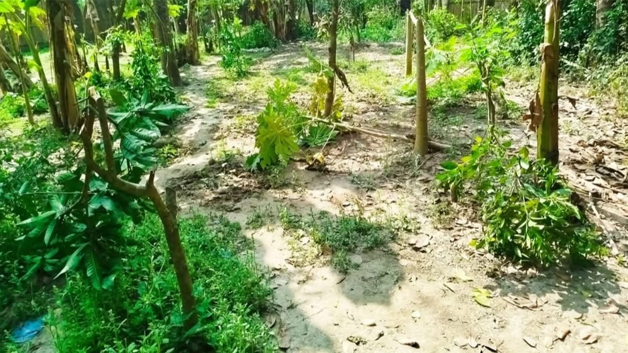 দুর্বৃত্তদের কেটে দেওয়া ফলের বাগান। ছবি : কালবেলা