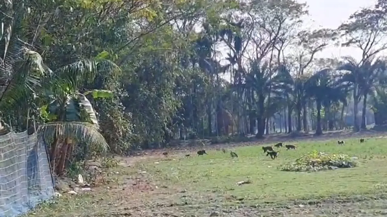 বরিশালের উজিরপুর উপজেলার শিকারপুর ইউনিয়নের মাদার্শী গ্রামে বানরের উৎপাত বেড়েই চলছে। ছবি : কালবেলা