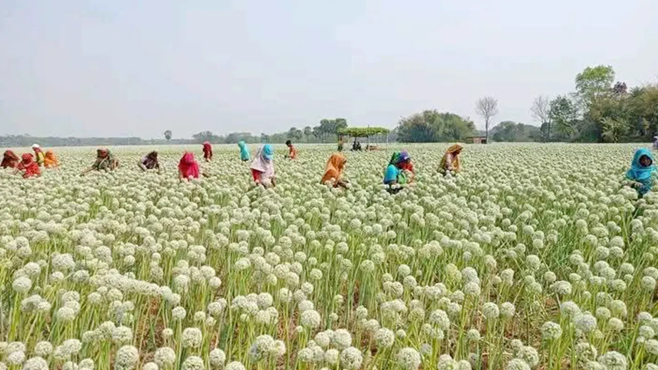 কালো সোনা খ্যাত পেঁয়াজ বীজের ক্ষেতে হাতে পরাগায়ন করছেন চাষিরা। ছবি : কালবেলা