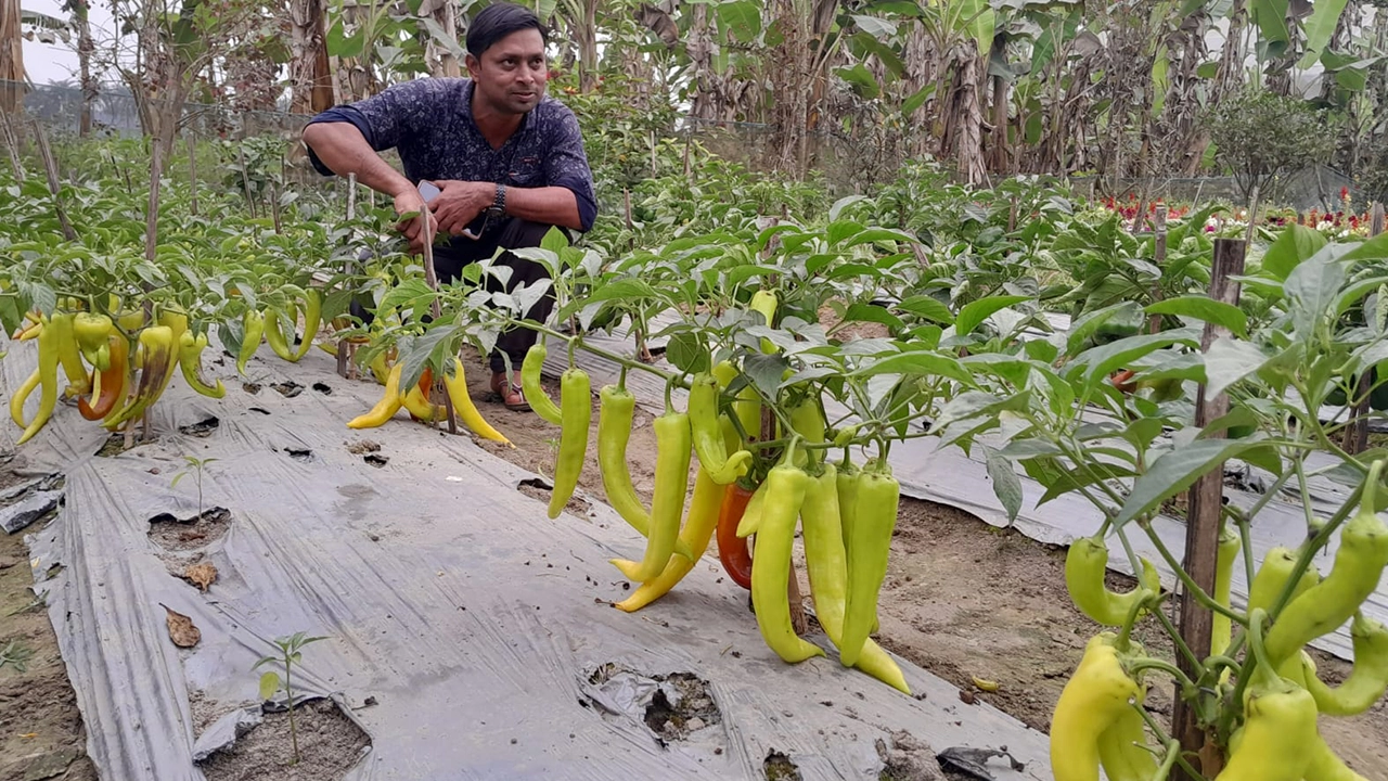 নাটোরের নলডাঙ্গায় ইলিয়াছের নার্সারিতে পলিনেট হাউস ও উন্মুক্ত পরিবেশে চারা উৎপাদন। ছবি : কালবেলা