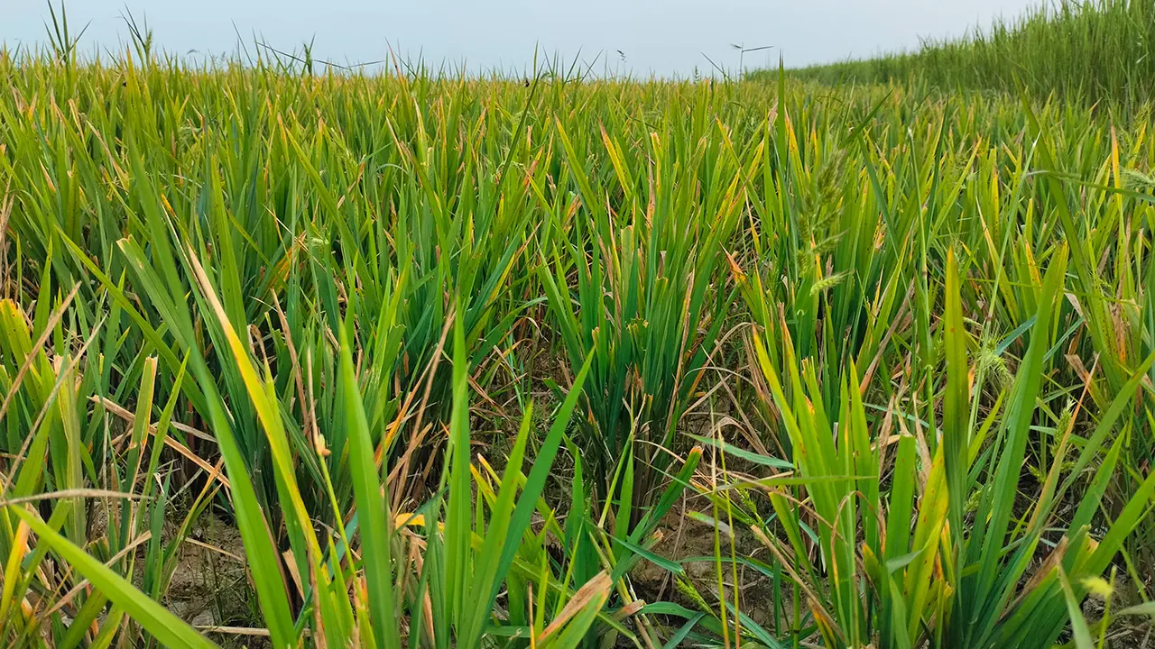 শুকিয়ে যাওয়া বোরো ধানের পাতা। ছবি : কালবেলা