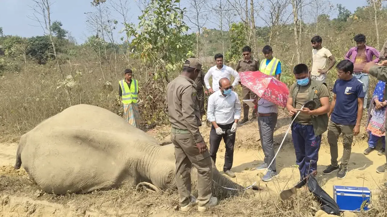 উদ্ধার হওয়া বন্যহাতির মরদেহ। ছবি : কালবেলা