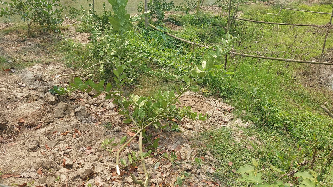 কেটে ফেলা লেবু বাগান। ছবি : কালবেলা