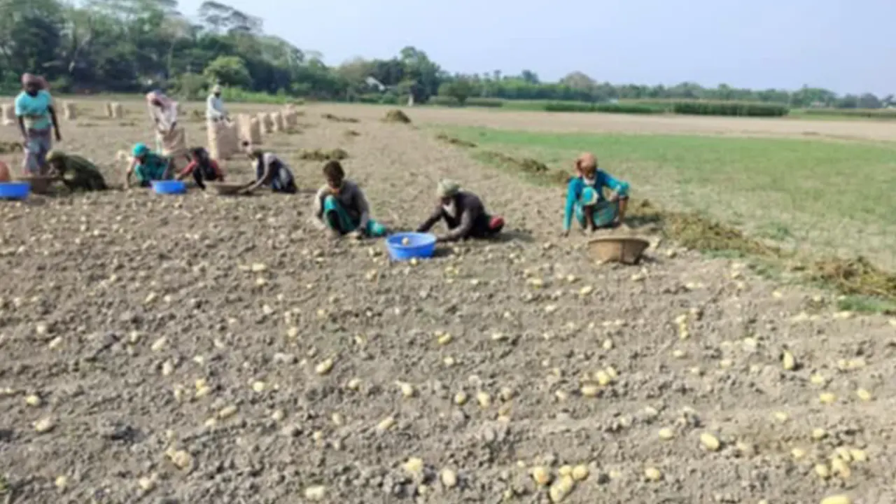 চাঁদপুরে আলুর বাম্পার ফলন। ছবি : কালবেলা