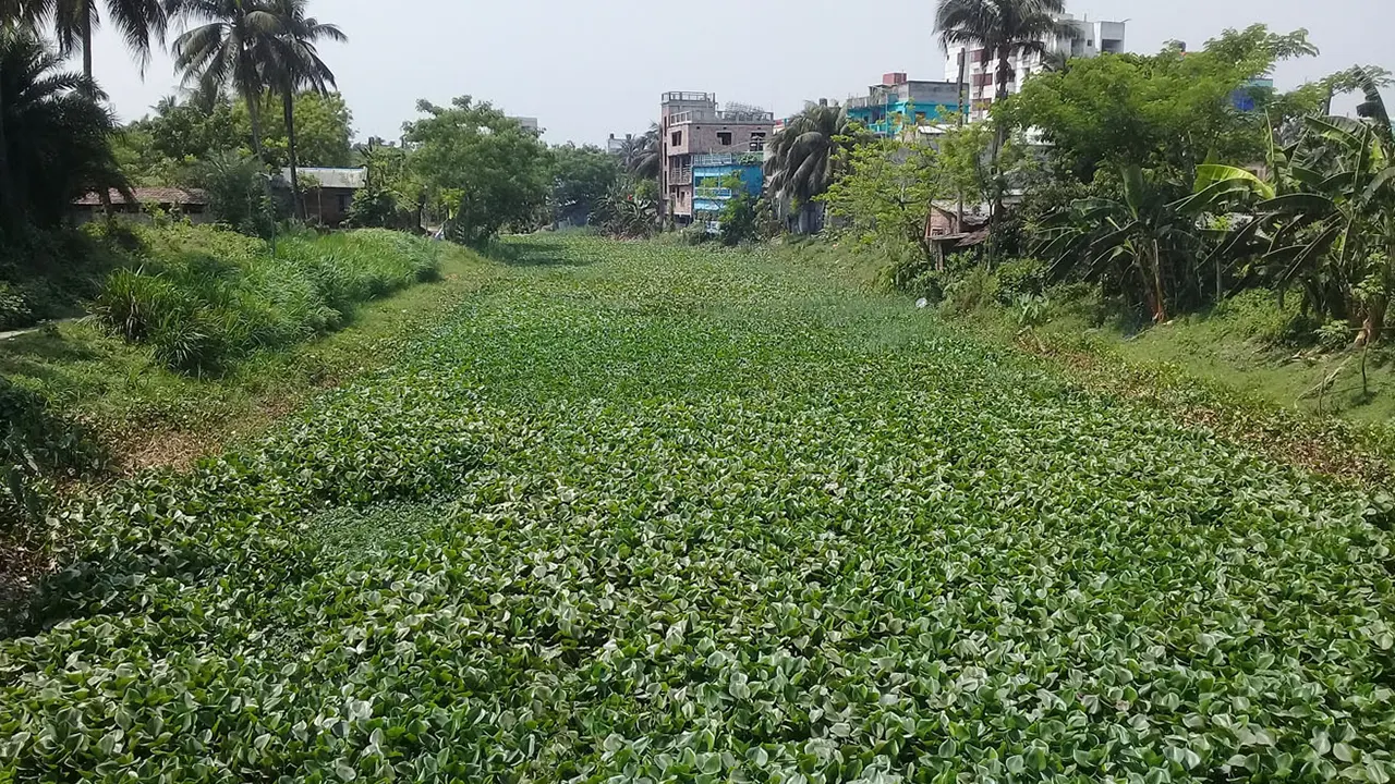 যশোরের কেশবপুরের একটি জলাশয়ের চিত্র। ছবি : কালবেলা