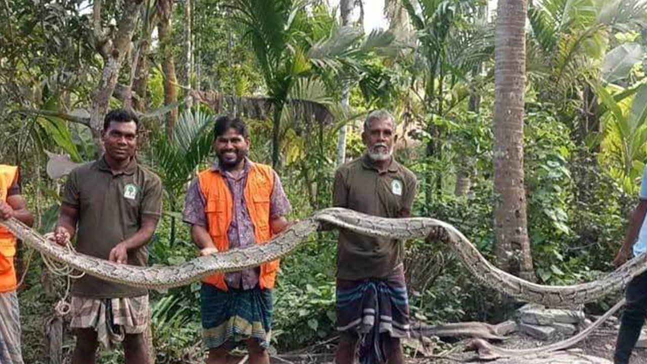 সুন্দরবন সংলগ্ন লোকালয় থেকে উদ্ধার করা অজগর সাপ। ছবি : কালবেলা