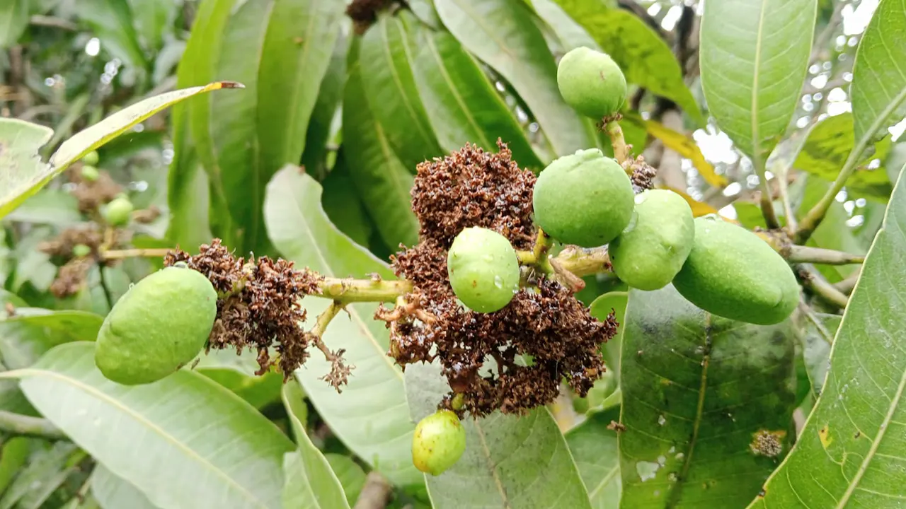 আমের গুটি। ছবি : কালবেলা