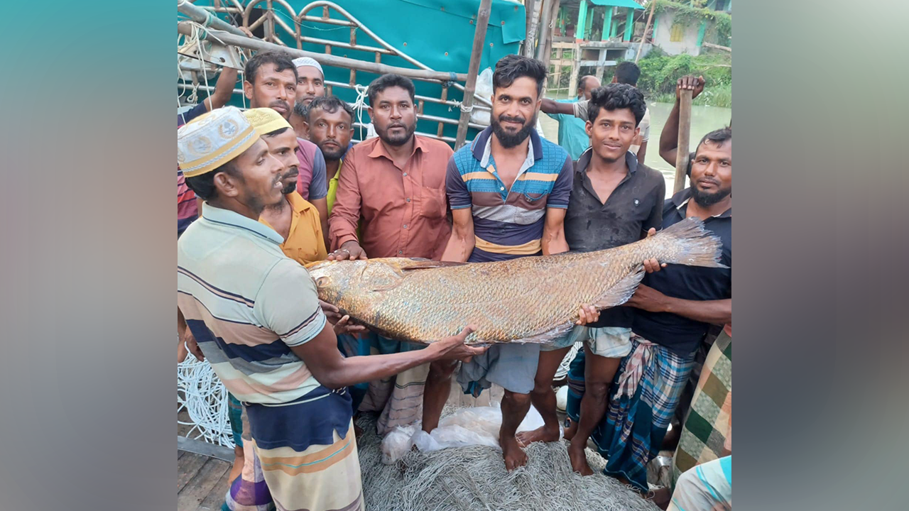 পাথরঘাটা বিএফডিসি মৎস্য অবতরণ কেন্দ্রে মাছটি বিক্রির জন্য তোলা হয়। ছবি : কালবেলা